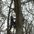 Afbreken grote beuk. i.v.m honingzwam, Hoogland