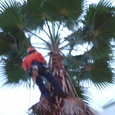 Snoeien palmboom, binnentuin Nederlands patent centrum Den h