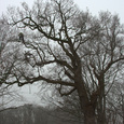 Snoeien monumentale eik Landgoed Coelhorst Hoogland.