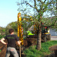 Verplanten appelbomen