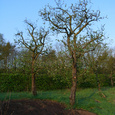 Oude fruitbomen verplanten