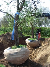 Zware appelbomen verplanten van Eemnes naar Beusichem