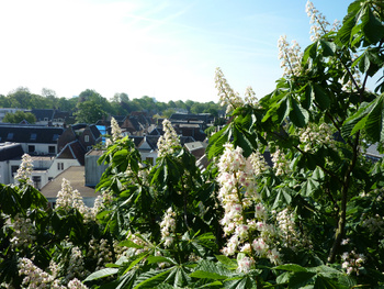 Monumentale Kastanje snoeien in Utrecht