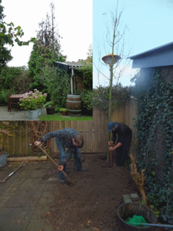 Krente boompje planten in Culemborg