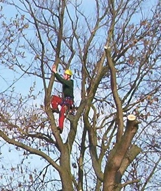 Boom schietwilg  afbreken geheel tot aan het maaiveld wegzagen.